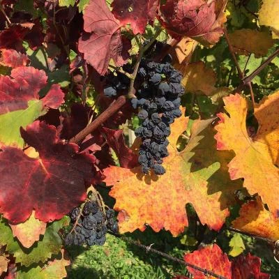 img-20181014-wa0017_thumb Pozn&aacute;vac&iacute; z&aacute;jezdy | CK Krokus